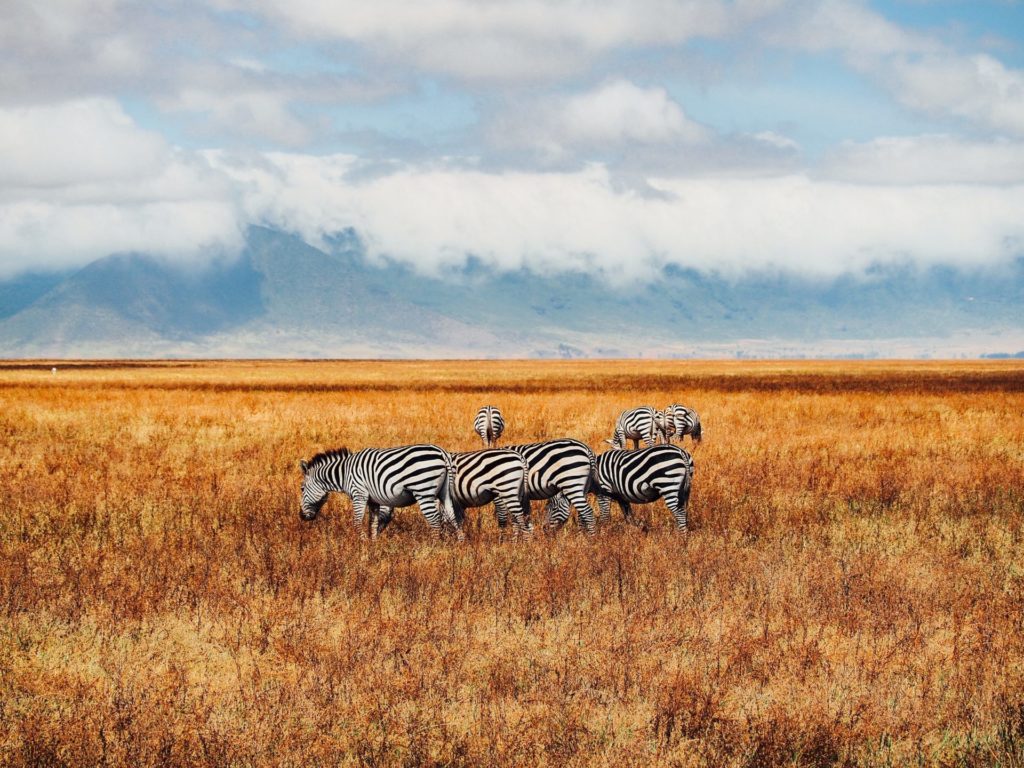 We believe in zebracorns. Zebras in a field.
